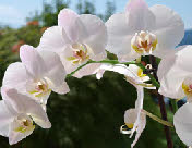 Kinesiologie, Emmett und mehr - Balancen für das Wohlbefinden